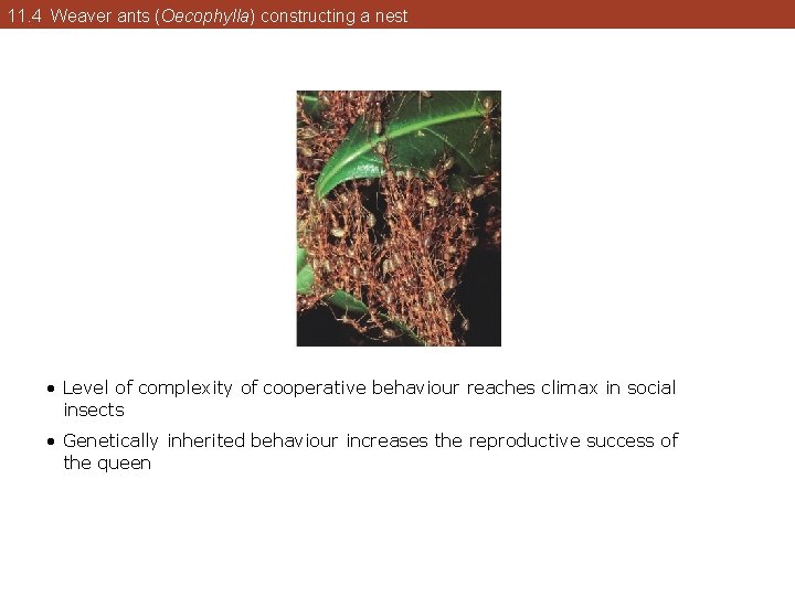 11. 4 Weaver ants (Oecophylla) constructing a nest • Level of complexity of cooperative