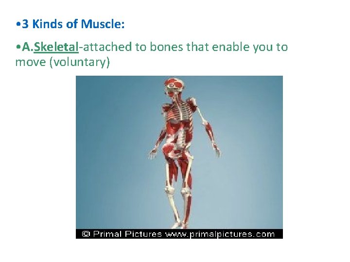  • 3 Kinds of Muscle: • A. Skeletal-attached to bones that enable you