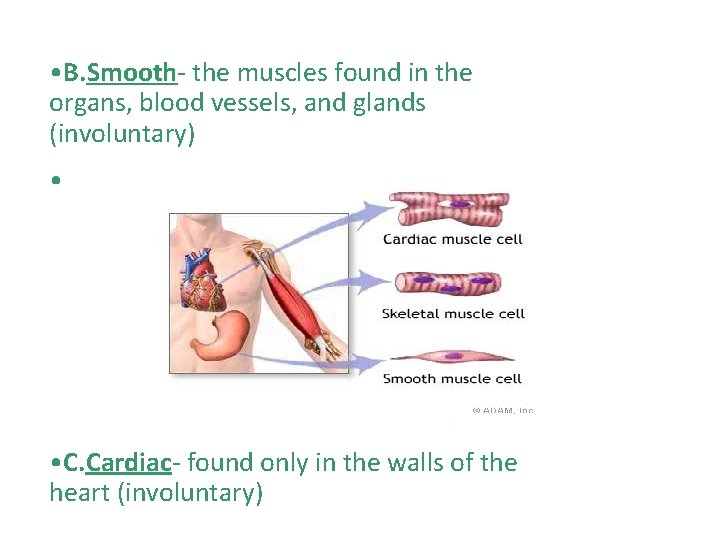  • B. Smooth- the muscles found in the organs, blood vessels, and glands