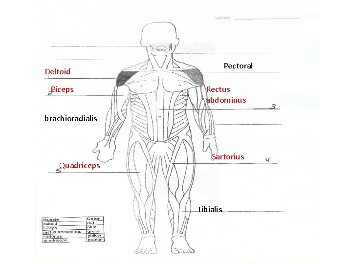 Pectoral Deltoid Biceps Rectus abdominus brachioradialis Quadriceps Sartorius Tibialis 