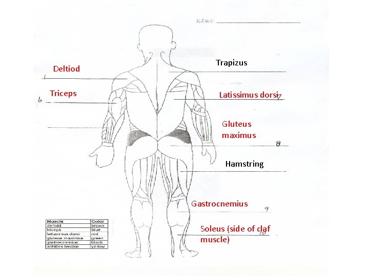 Deltiod Triceps Trapizus Latissimus dorsi Gluteus maximus Hamstring Gastrocnemius Soleus (side of claf muscle)