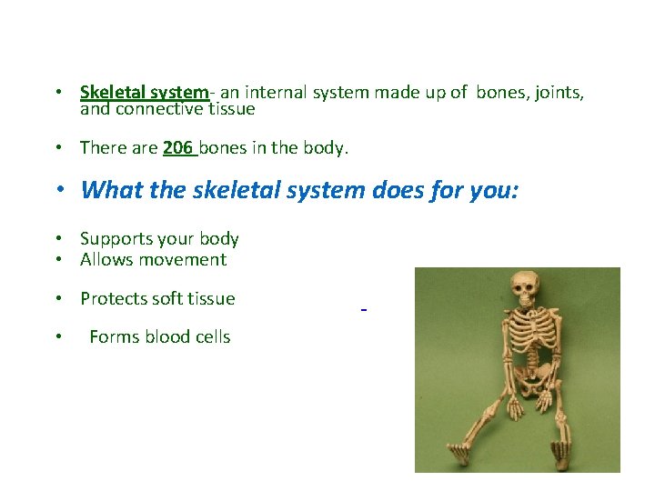  • Skeletal system- an internal system made up of bones, joints, and connective