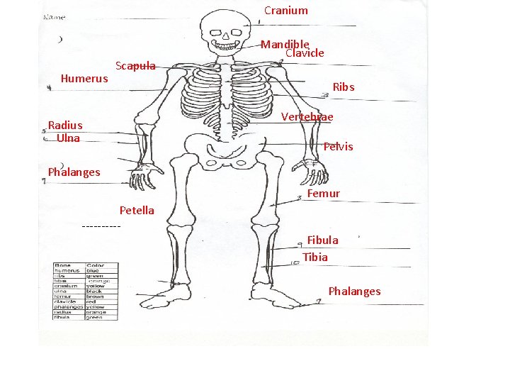 Cranium Humerus Scapula Radius Ulna Mandible Clavicle Ribs Vertebrae Pelvis Phalanges Femur Petella -----