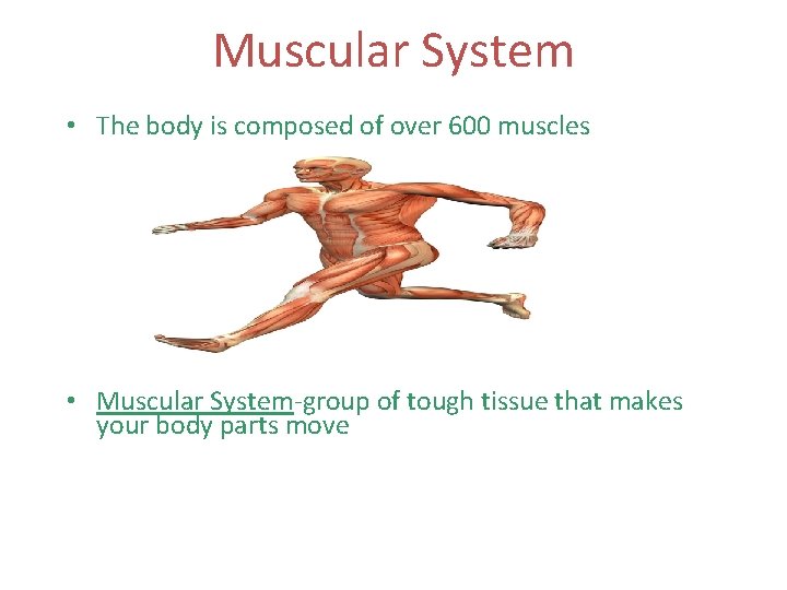 Muscular System • The body is composed of over 600 muscles • Muscular System-group