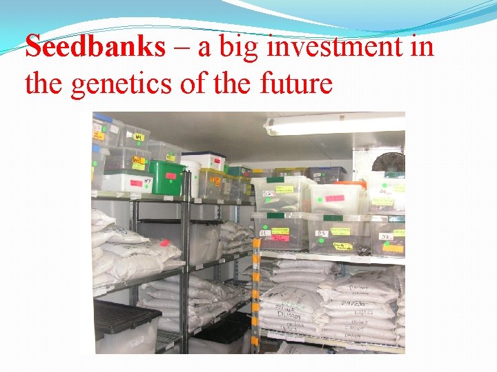 Seedbanks – a big investment in the genetics of the future 