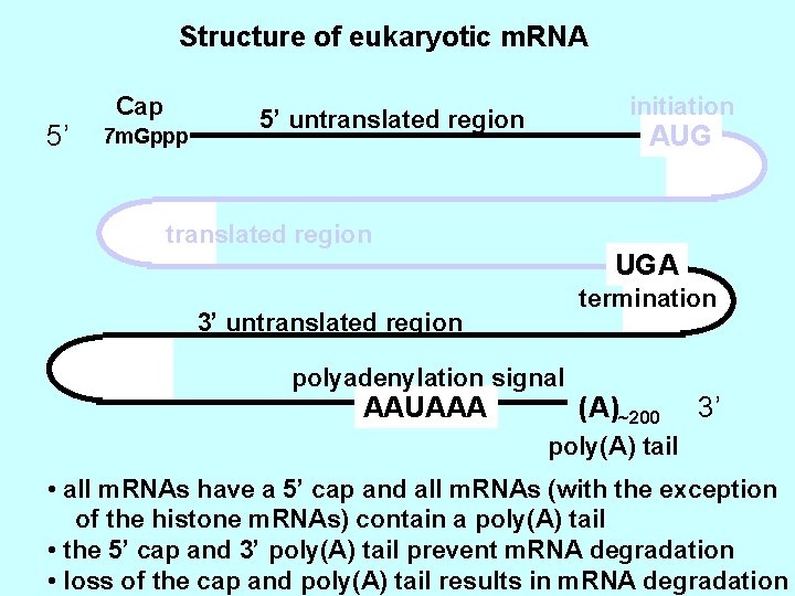 Structure of eukaryotic m. RNA 5’ Cap 7 m. Gppp initiation 5’ untranslated region