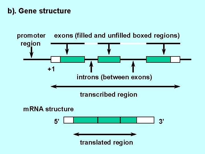 b). Gene structure promoter region exons (filled and unfilled boxed regions) +1 introns (between