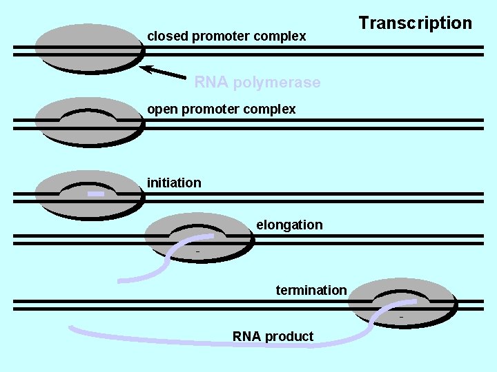 closed promoter complex RNA polymerase open promoter complex initiation elongation termination RNA product Transcription