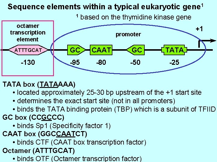 Sequence elements within a typical eukaryotic gene 1 1 based on the thymidine kinase