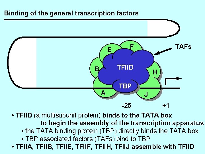 Binding of the general transcription factors E F TAFs TFIID B A H TBP