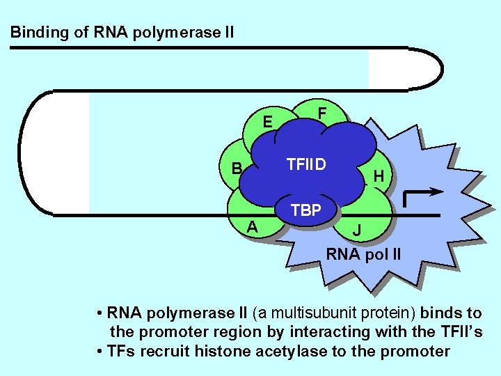 Binding of RNA polymerase II E F TFIID B A H TBP J RNA