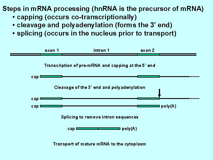 Steps in m. RNA processing (hn. RNA is the precursor of m. RNA) •