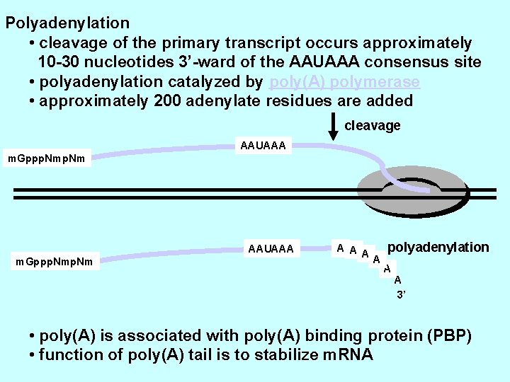Polyadenylation • cleavage of the primary transcript occurs approximately 10 -30 nucleotides 3’-ward of