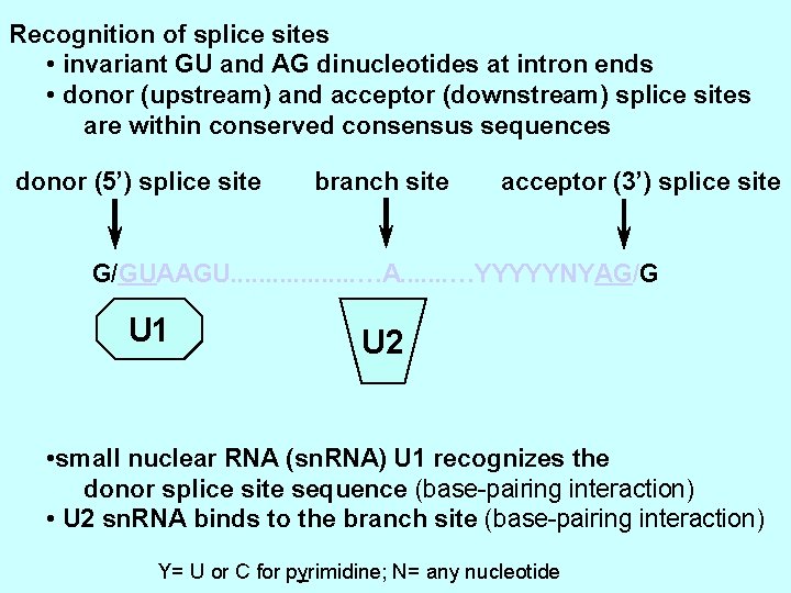 Recognition of splice sites • invariant GU and AG dinucleotides at intron ends •