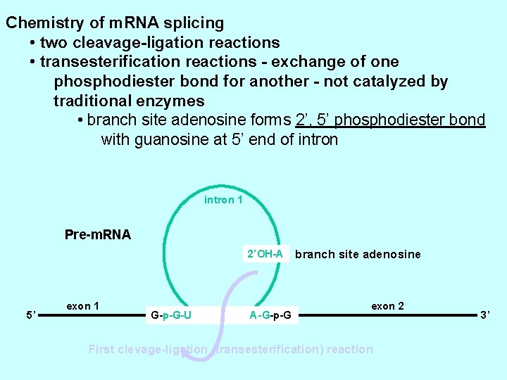 Chemistry of m. RNA splicing • two cleavage-ligation reactions • transesterification reactions - exchange