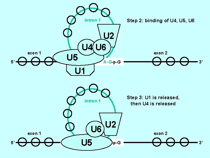 intron 1 Step 2: binding of U 4, U 5, U 6 U 2