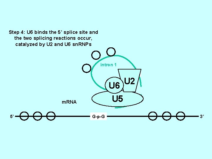 Step 4: U 6 binds the 5’ splice site and the two splicing reactions