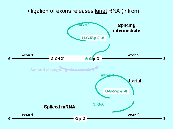  • ligation of exons releases lariat RNA (intron) intron 1 Splicing intermediate U-G-5’-p-2’-A