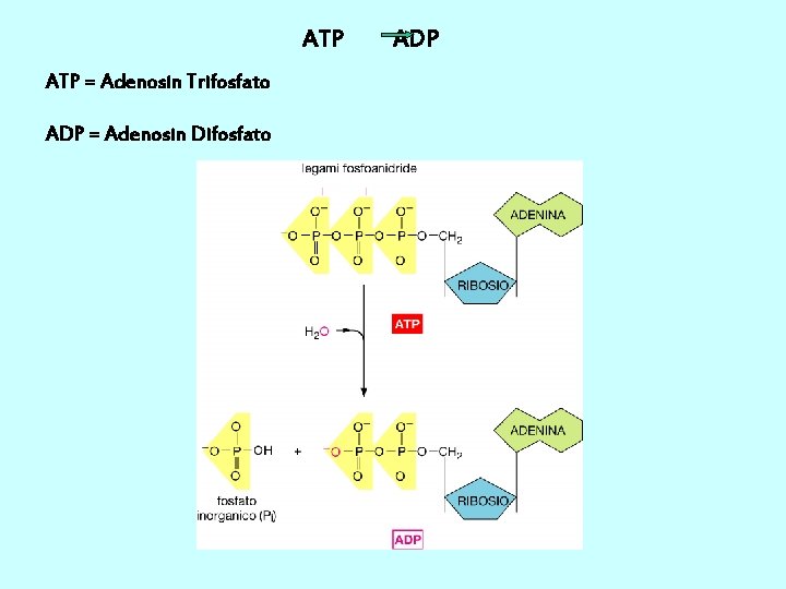 ATP = Adenosin Trifosfato ADP = Adenosin Difosfato ADP 