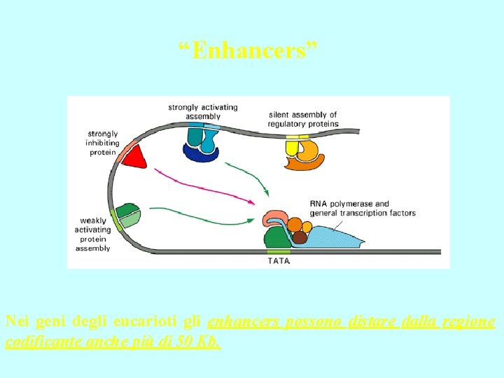 “Enhancers” Nei geni degli eucarioti gli enhancers possono distare dalla regione codificante anche più