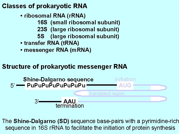 Classes of prokaryotic RNA • ribosomal RNA (r. RNA) 16 S (small ribosomal subunit)
