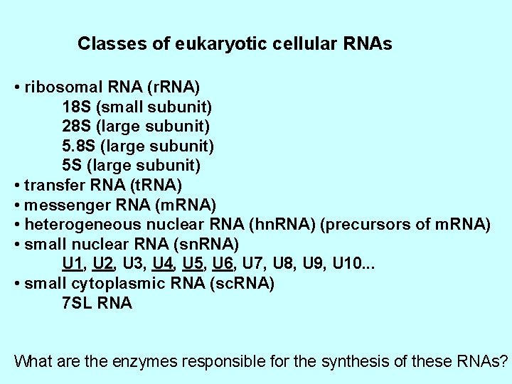 Classes of eukaryotic cellular RNAs • ribosomal RNA (r. RNA) 18 S (small subunit)