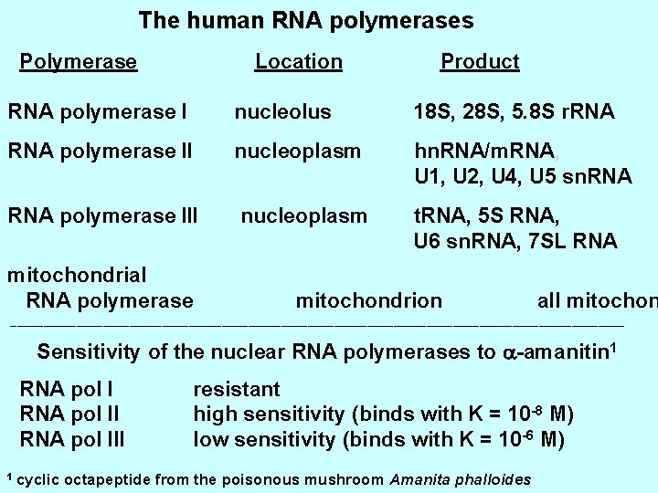 The human RNA polymerases Polymerase Location Product RNA polymerase I nucleolus 18 S, 28