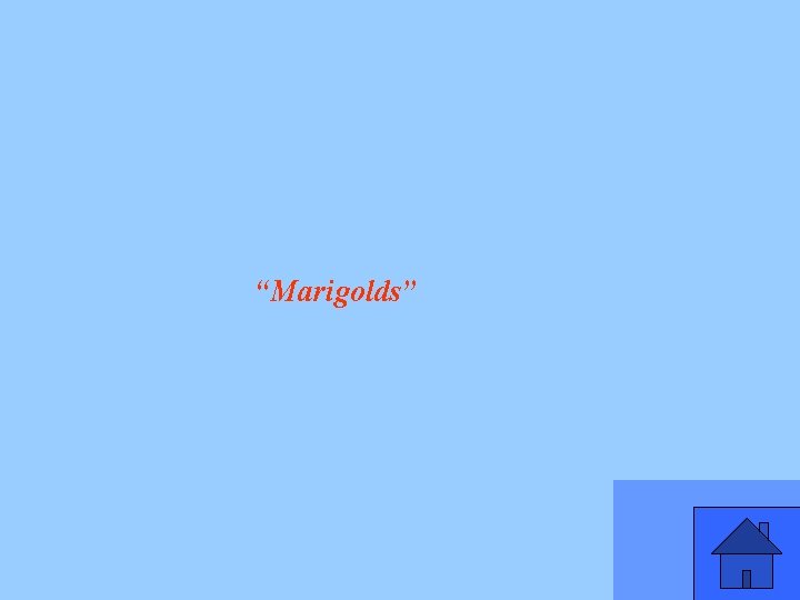 “Marigolds” 