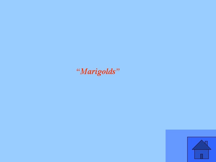 “Marigolds” 