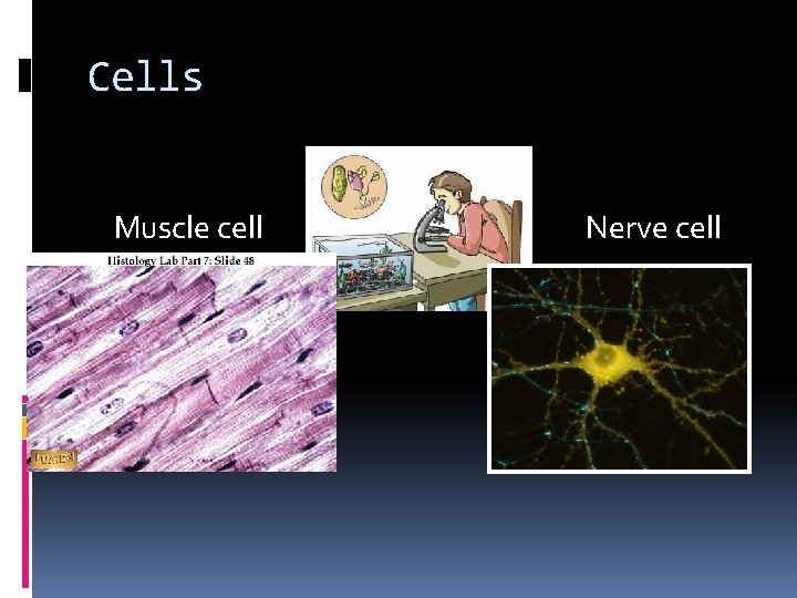 Cells Muscle cell Nerve cell 
