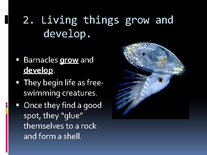 2. Living things grow and develop. Barnacles grow and develop. They begin life as