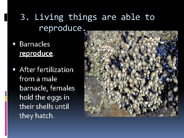 3. Living things are able to reproduce. Barnacles reproduce. After fertilization from a male