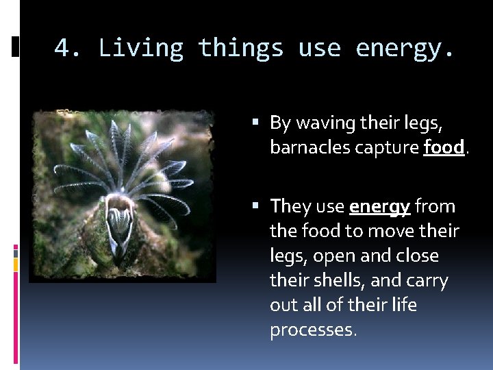 4. Living things use energy. By waving their legs, barnacles capture food. They use