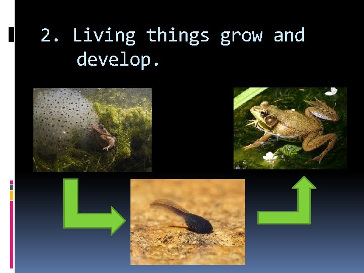 2. Living things grow and develop. 