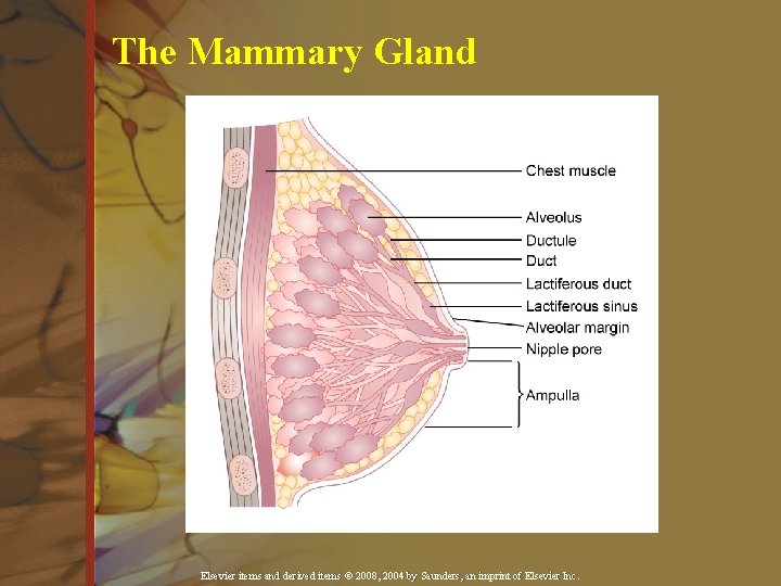 The Mammary Gland Elsevier items and derived items © 2008, 2004 by Saunders, an