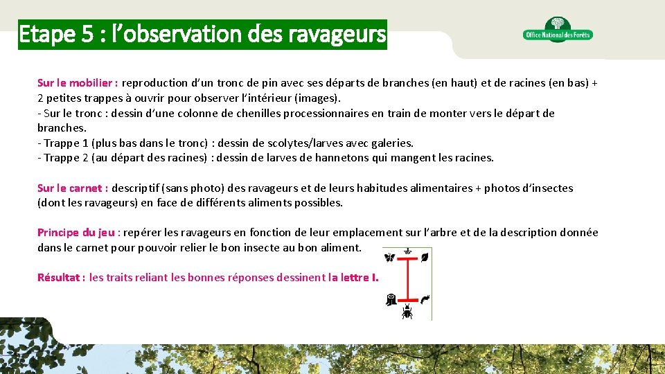 Etape 5 : l’observation des ravageurs Sur le mobilier : reproduction d’un tronc de