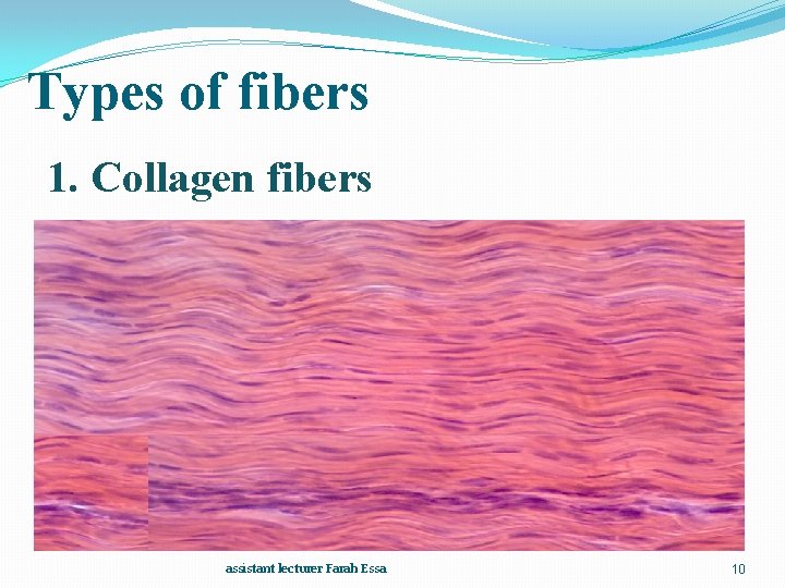 Types of fibers 1. Collagen fibers assistant lecturer Farah Essa 10 