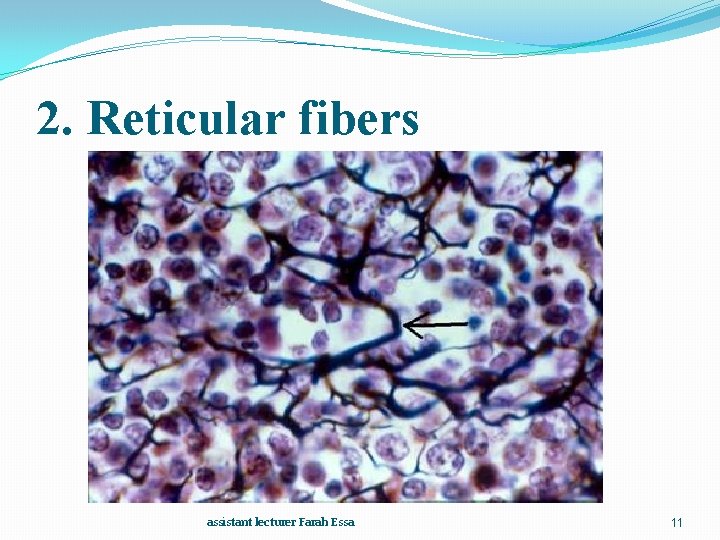 2. Reticular fibers assistant lecturer Farah Essa 11 