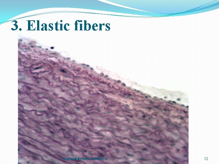 3. Elastic fibers assistant lecturer Farah Essa 12 