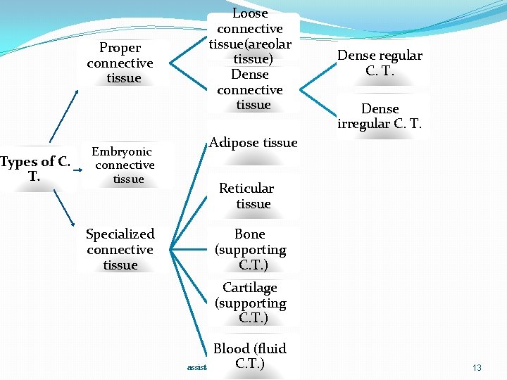 Types of C. T. Proper connective tissue Embryonic connective tissue Specialized connective tissue Loose