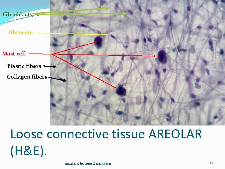 Fibroblasts fibrocyte Mast cell Elastic fibers Collagen fibers Loose connective tissue AREOLAR (H&E). assistant