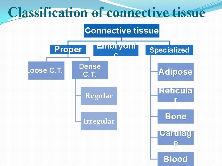 Classification of connective tissue Connective tissue Proper Loose C. T. Embryoni c Dense C.