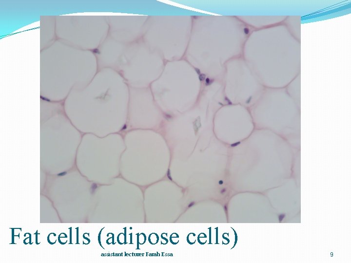 Fat cells (adipose cells) assistant lecturer Farah Essa 9 