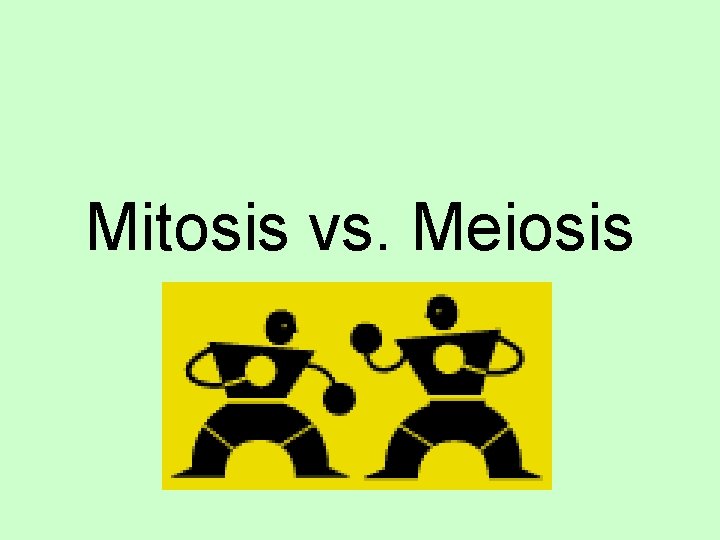 Mitosis vs. Meiosis 