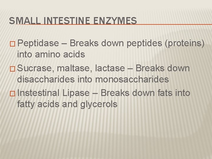 SMALL INTESTINE ENZYMES � Peptidase – Breaks down peptides (proteins) into amino acids � SMALL INTESTINE ENZYMES � Peptidase – Breaks down peptides (proteins) into amino acids �