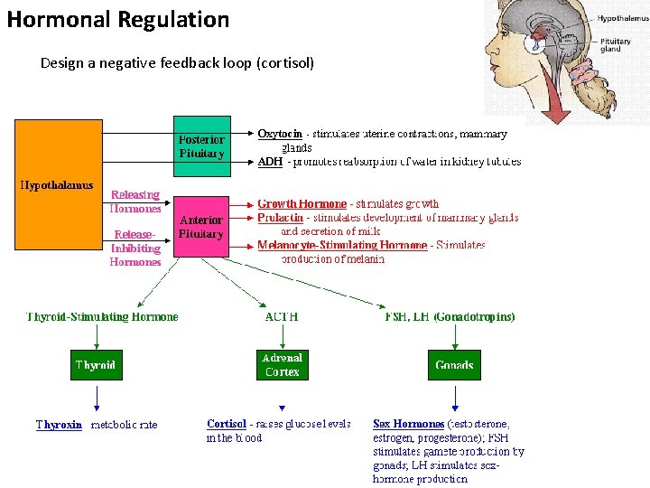 Hormonal Regulation Design a negative feedback loop (cortisol) 