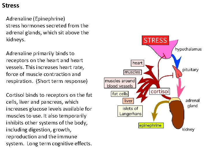 Stress Adrenaline (Epinephrine) stress hormones secreted from the adrenal glands, which sit above the