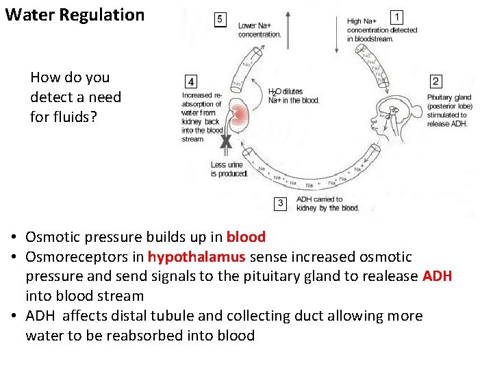 Water Regulation How do you detect a need for fluids? • Osmotic pressure builds