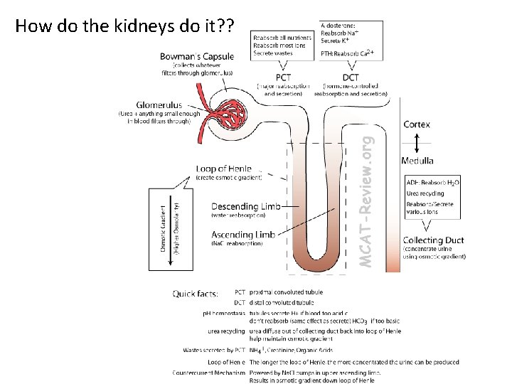 How do the kidneys do it? ? 