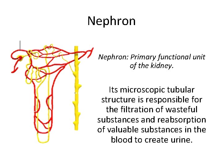 Nephron: Primary functional unit of the kidney. Its microscopic tubular structure is responsible for